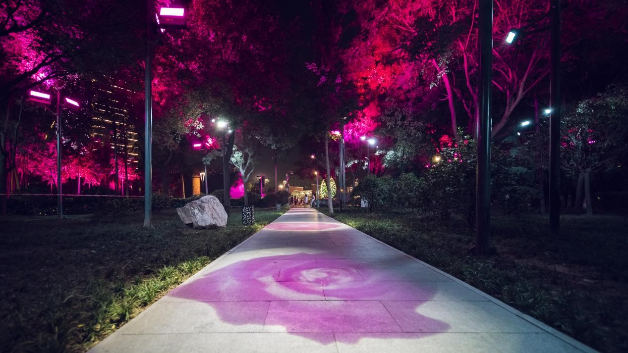 樹木亮化工程-3